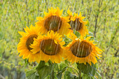 sonnenblumen_im_regen.jpg